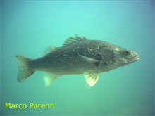 Perca en el Lago Mari menuco